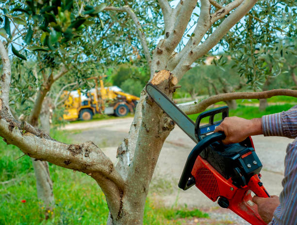 Best Residential Tree Removal  in Moundville, AL